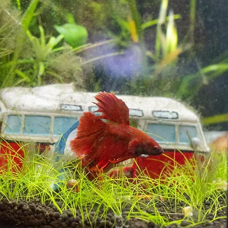 Hyggefarm Between North Sea And Baltic Sea