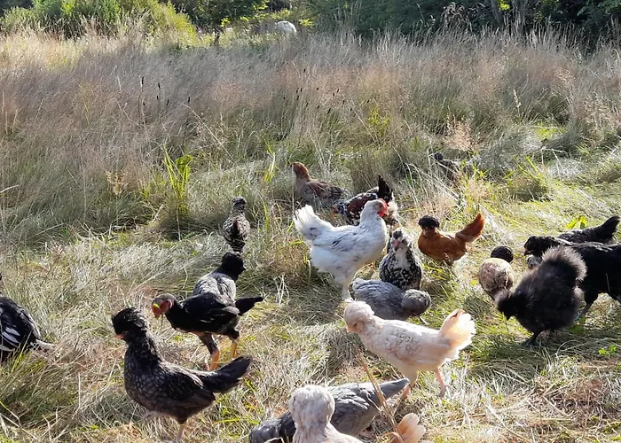 Hyggefarm Between North Sea And Baltic Sea 辛代尔