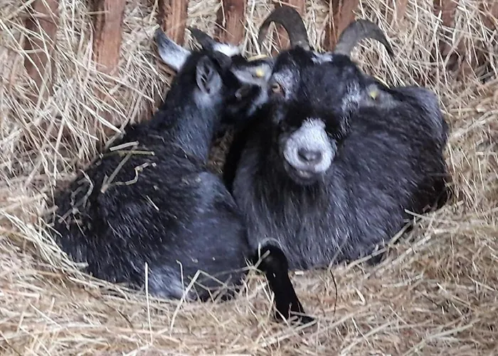 Hyggefarm Between North Sea And Baltic Sea Sindal