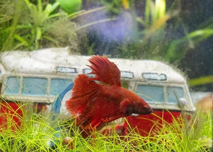 Hyggefarm Between North Sea And Baltic Sea